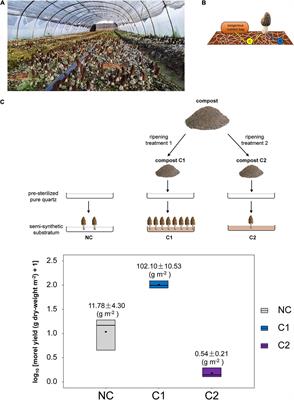 Build Your Own Mushroom Soil: Microbiota Succession and Nutritional Accumulation in Semi-Synthetic Substratum Drive the Fructification of a Soil-Saprotrophic Morel